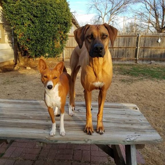 Sadie the Rhodesian Ridgeback - Picture 2 of 2